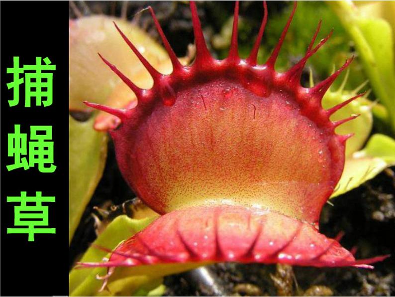 人美版二年级美术下册 2.吃虫草  课件+ 教案 +素材04