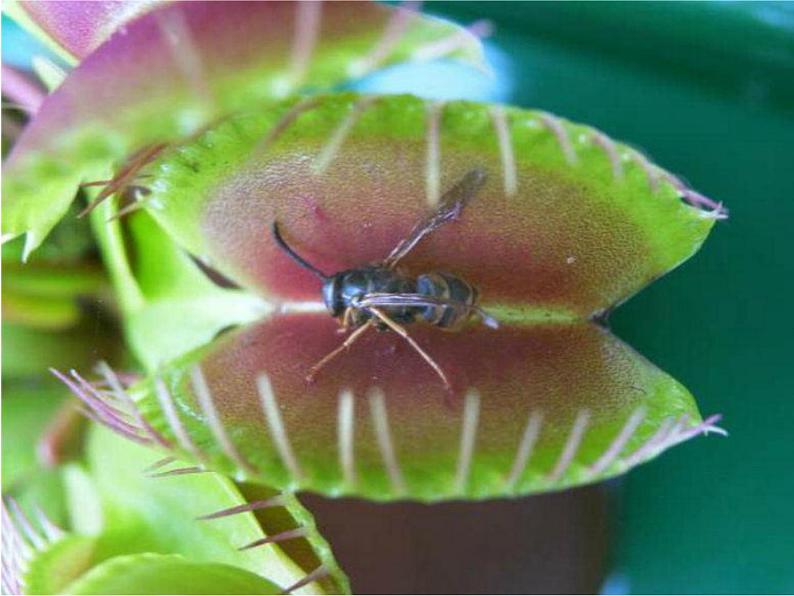 人美版二年级美术下册 2.吃虫草  课件+ 教案 +素材05