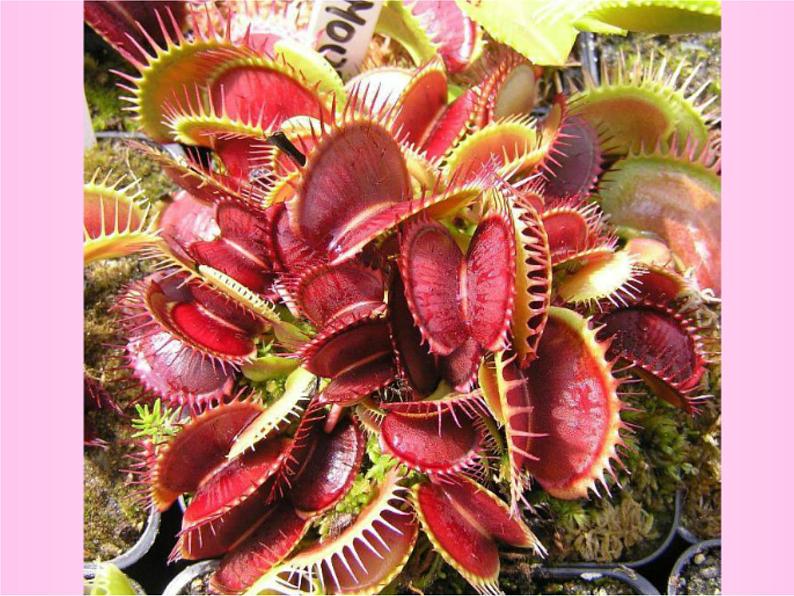 人美版二年级美术下册 2.吃虫草  课件+ 教案 +素材06