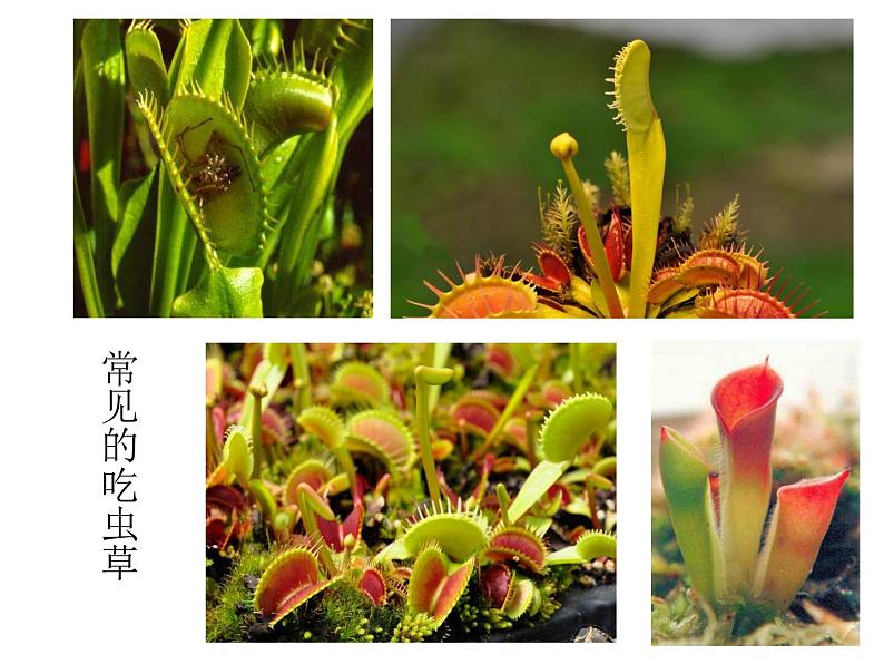 人美版二年级美术下册 2.吃虫草  课件+ 教案 +素材02