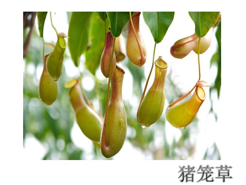 人美版二年级美术下册 2.吃虫草  课件+ 教案 +素材03