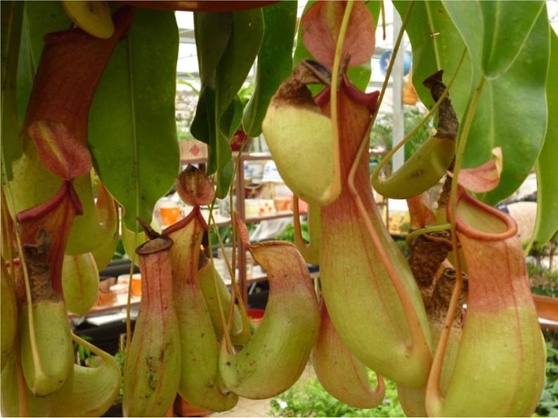 人美版二年级美术下册 2.吃虫草  课件+ 教案 +素材04