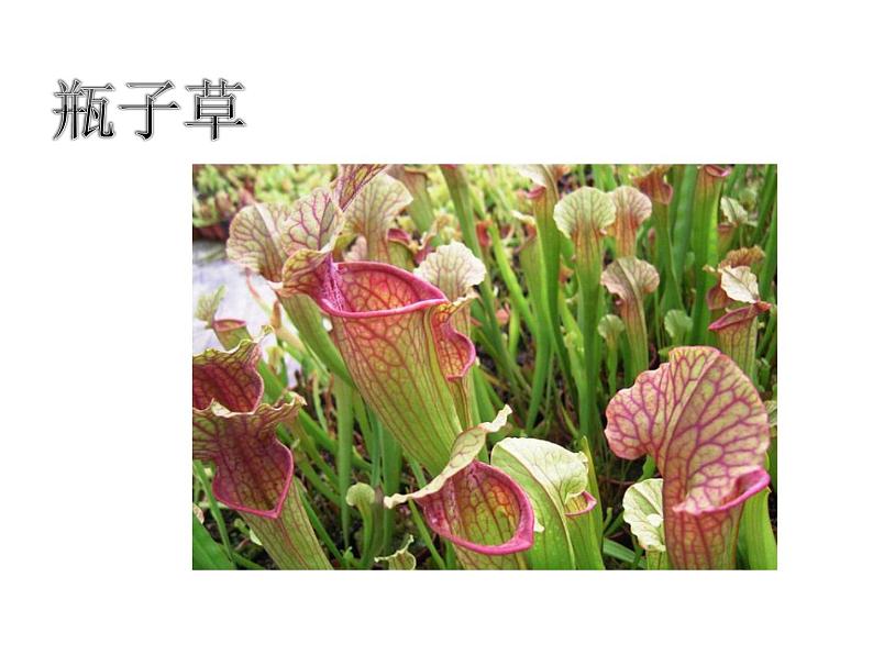 人美版二年级美术下册 2.吃虫草  课件+ 教案 +素材05