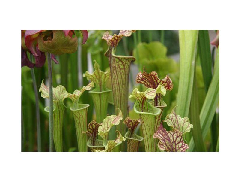 人美版二年级美术下册 2.吃虫草  课件+ 教案 +素材06