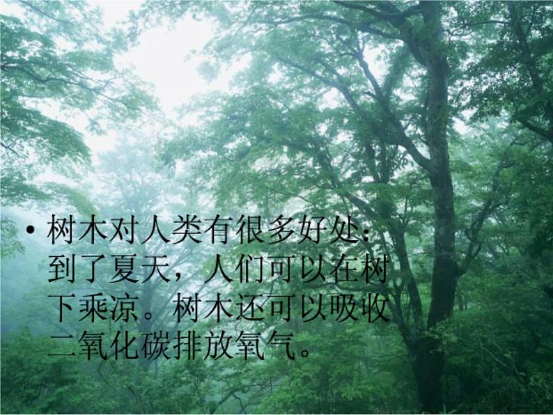 人美版二年级美术下册 3.认识身边的树  课件+ 教案+ 素材03