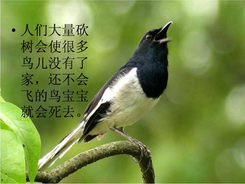 人美版二年级美术下册 3.认识身边的树  课件+ 教案+ 素材04