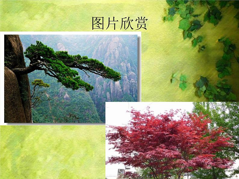 人美版二年级美术下册 3.认识身边的树  课件+ 教案+ 素材03