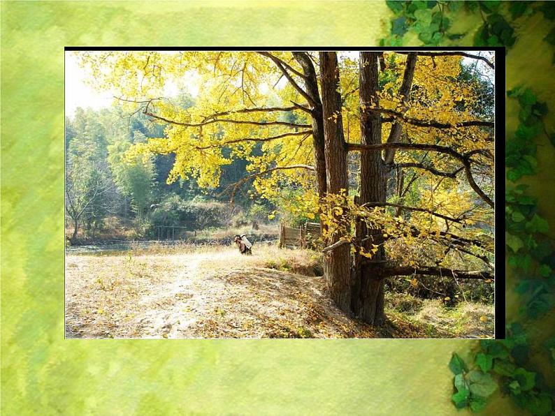 人美版二年级美术下册 3.认识身边的树  课件+ 教案+ 素材04