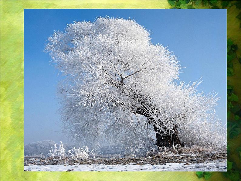 人美版二年级美术下册 3.认识身边的树  课件+ 教案+ 素材05