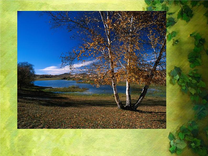 人美版二年级美术下册 3.认识身边的树  课件+ 教案+ 素材06