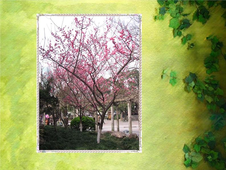 人美版二年级美术下册 3.认识身边的树  课件+ 教案+ 素材07