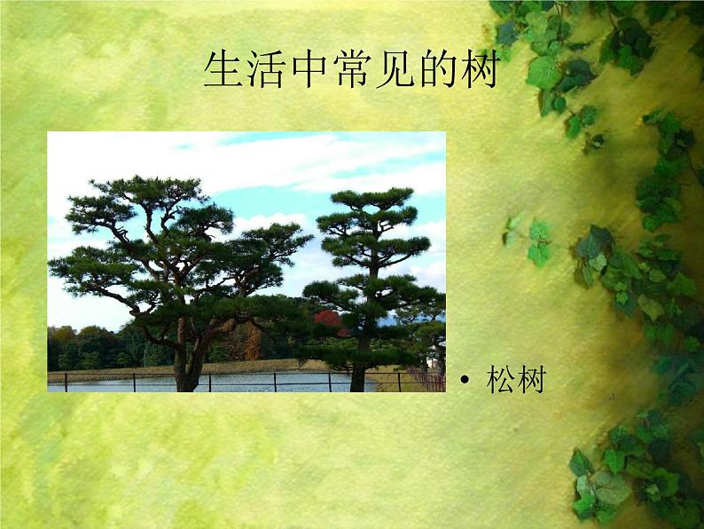 人美版二年级美术下册 3.认识身边的树  课件+ 教案+ 素材08