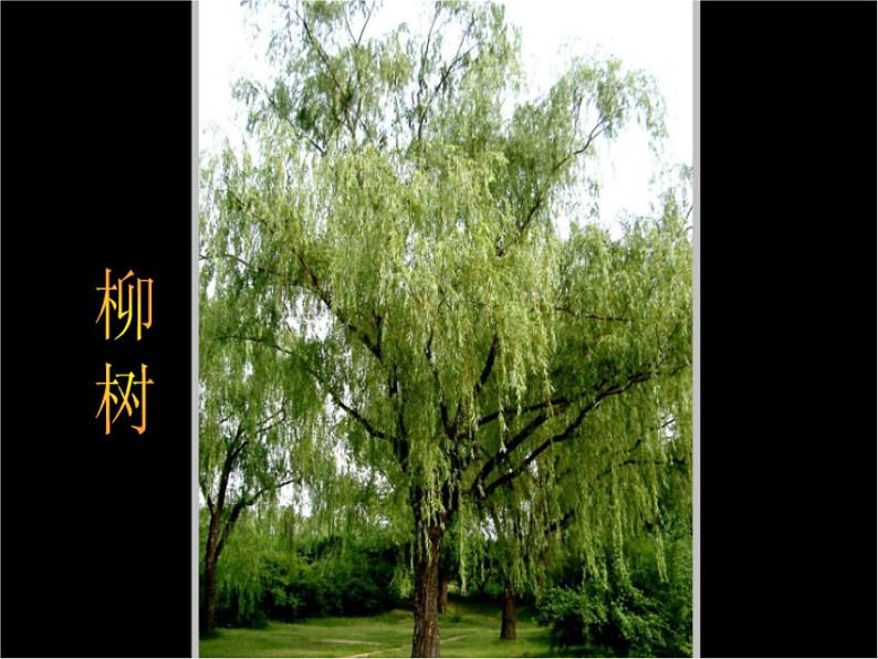 人美版二年级美术下册 3.认识身边的树  课件+ 教案+ 素材02