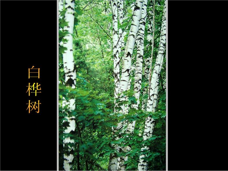 人美版二年级美术下册 3.认识身边的树  课件+ 教案+ 素材03