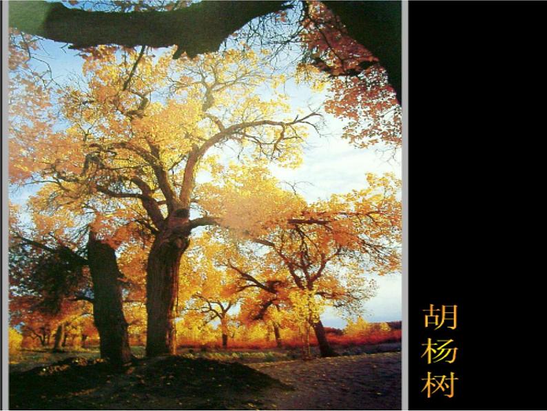 人美版二年级美术下册 3.认识身边的树  课件+ 教案+ 素材04