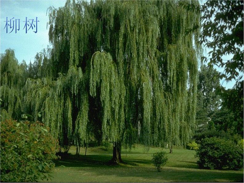 人美版二年级美术下册 3.认识身边的树  课件+ 教案+ 素材02