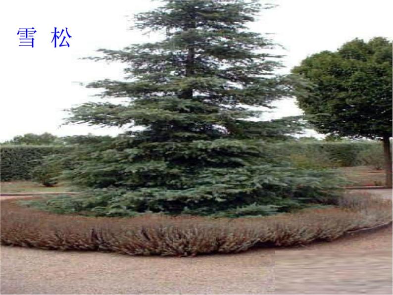 人美版二年级美术下册 3.认识身边的树  课件+ 教案+ 素材03