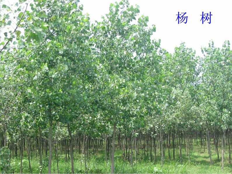 人美版二年级美术下册 3.认识身边的树  课件+ 教案+ 素材04