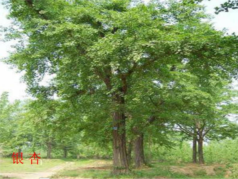 人美版二年级美术下册 3.认识身边的树  课件+ 教案+ 素材06