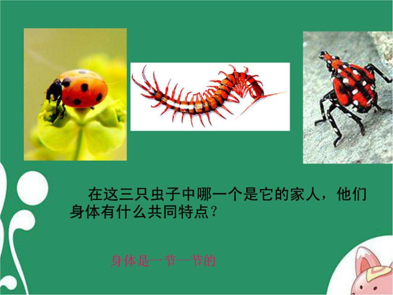 《节节虫》课件1第2页
