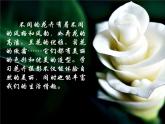 人美版六年級(jí)美術(shù)上冊(cè) 11.鏡頭里的花  課件+ 教案 +素材