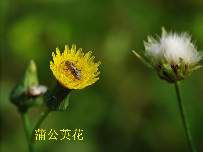 人美版小学一年级美术下册《花的世界》参考课件（36ppt）第8页