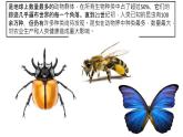 第10課 我和昆蟲【課件】