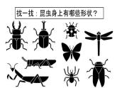 第10课 我和昆虫【课件】