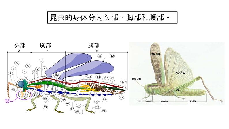 第10课 我和昆虫【课件】04