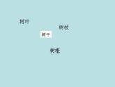 人美版二年級美術(shù)下冊 3.認識身邊的樹 課件 (28張PPT)