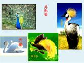 人美版美术二年级下册 第19课 我喜欢的鸟(1)（课件）（20张PPT）