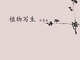 人美版小學美術(shù)四年級下冊《植物寫生》名師課件（10ppt）
