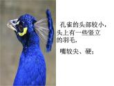 二年級下冊美術(shù)課件-第7課 美麗的·孔雀 人教版（13ppt）