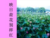 五年级下册美术课件-第18课  映日荷花别样红丨浙美版
