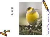 一年級下冊美術(shù)課件 第五課 快樂的小鳥｜嶺南版 （23張PPT）