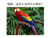 一年級下冊美術(shù)課件 第五課 快樂的小鳥｜嶺南版（23張PPT）