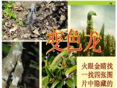 一年级下册美术课件－16.变色龙｜湘美版（17张PPT）