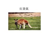 一年級下冊美術(shù)課件-第8課 袋鼠媽媽的口袋（150）-湘美版（14張PPT）
