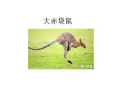 一年級下冊美術(shù)課件-第8課 袋鼠媽媽的口袋（150）-湘美版（14張PPT）