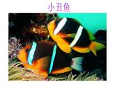 一年级下册美术课件-第15课  热带鱼乐园丨浙美版