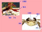 二年级美术上册虾和蟹（一）课件2苏少版