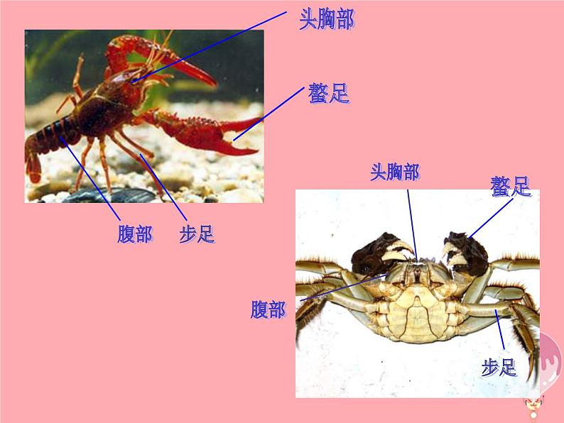 二年级美术上册虾和蟹（一）课件2苏少版第2页