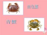 二年级美术上册虾和蟹（一）课件2苏少版