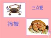 二年级美术上册虾和蟹（一）课件2苏少版