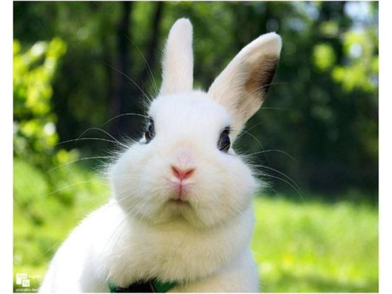 一年级下册美术课件-第12课 动物唱歌的模样（33）-湘美版02