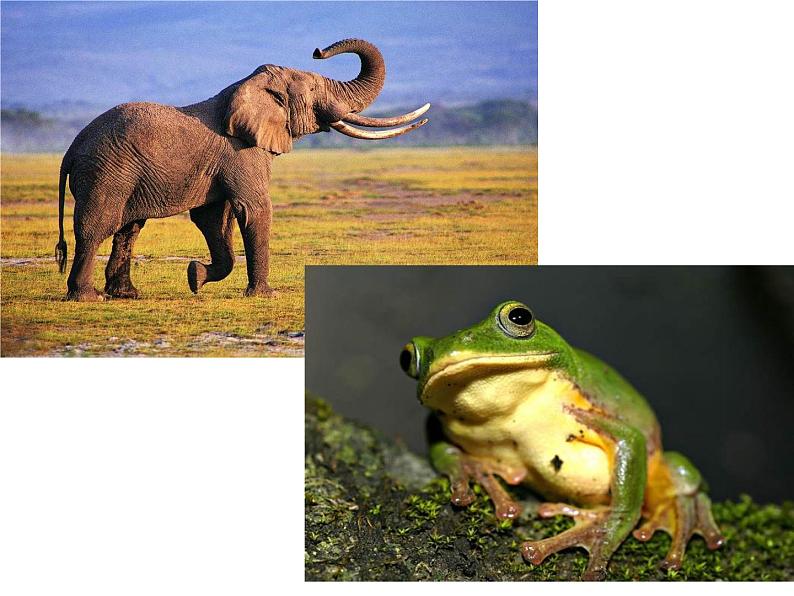 一年级下册美术课件-第12课 动物唱歌的模样（33）-湘美版04