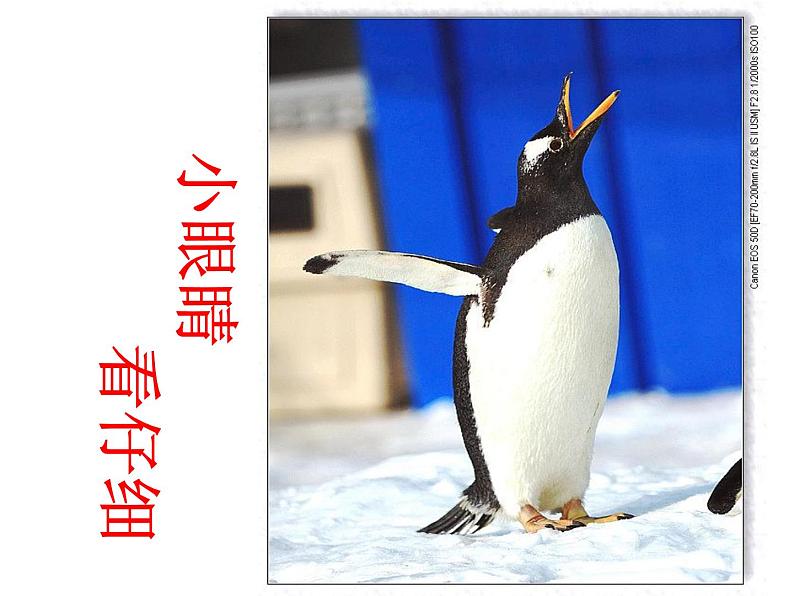 一年级下册美术课件-第12课 动物唱歌的模样（33）-湘美版06