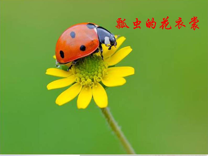 人教版小学一年级美术下册 第8课　瓢虫的花衣裳 课件第1页
