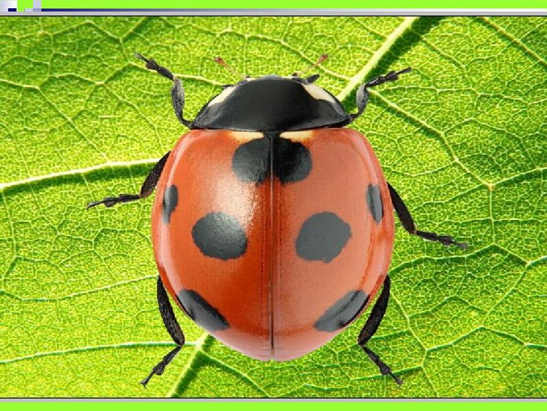 人教版小学一年级美术下册 第8课　瓢虫的花衣裳 课件第2页