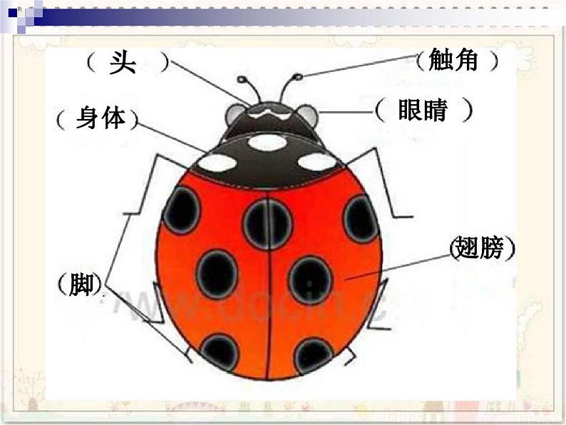 人教版小学一年级美术下册 第8课　瓢虫的花衣裳 课件第3页